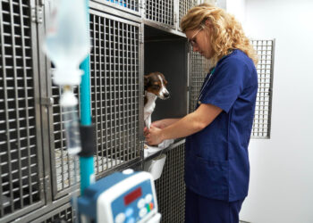 cabinet-vetrinar-sector-4