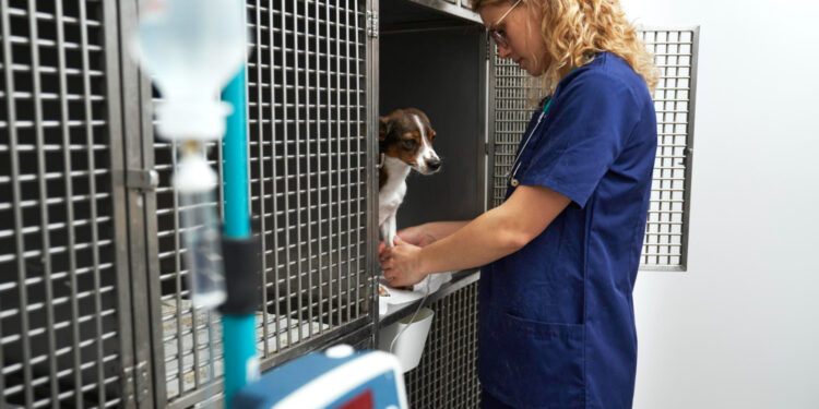 cabinet-vetrinar-sector-4